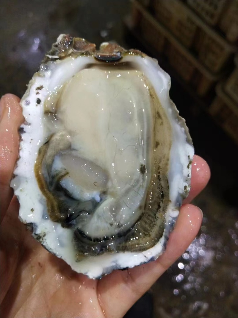生蚝产地发货，价格美丽，欢迎合作