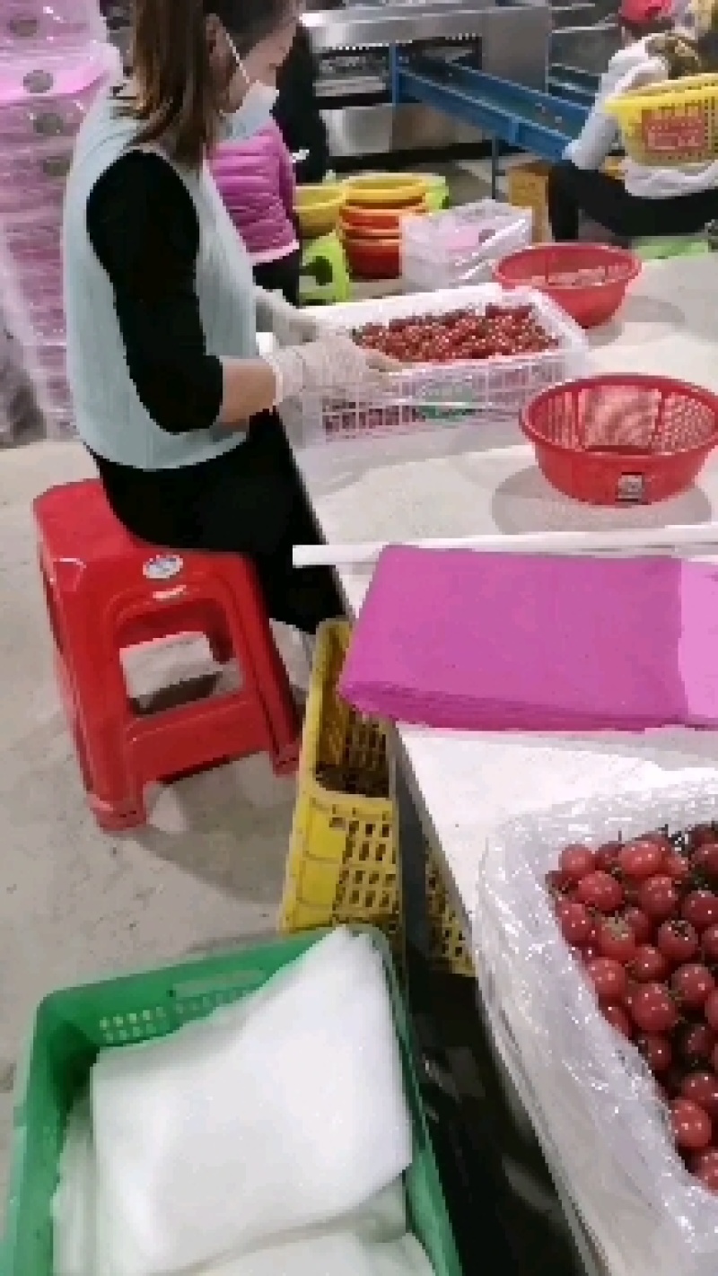 电白千禧圣女果精品社区团购代收代发一条龙服务