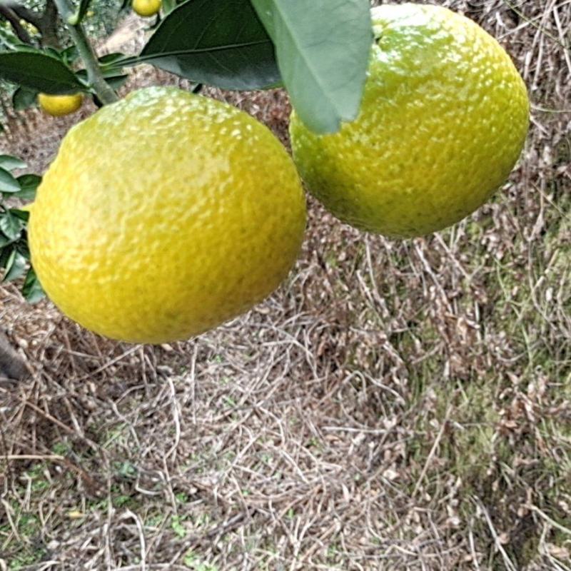 橘柚，甜心柚