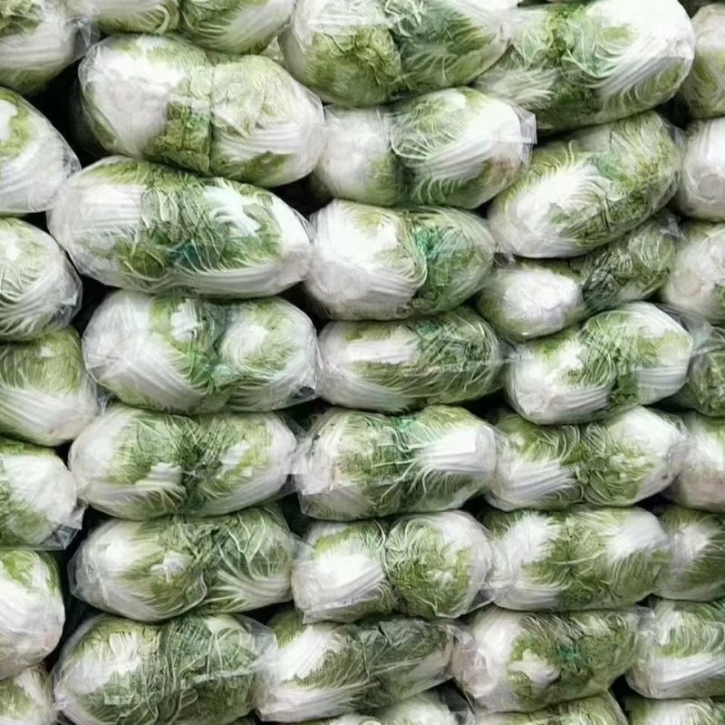 秦白2号大白菜大量上市中，货量充足支持全国各地发货