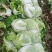 秦白2号大白菜大量上市中，货量充足支持全国各地发货