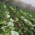 秦白2号大白菜大量上市中，货量充足支持全国各地发货