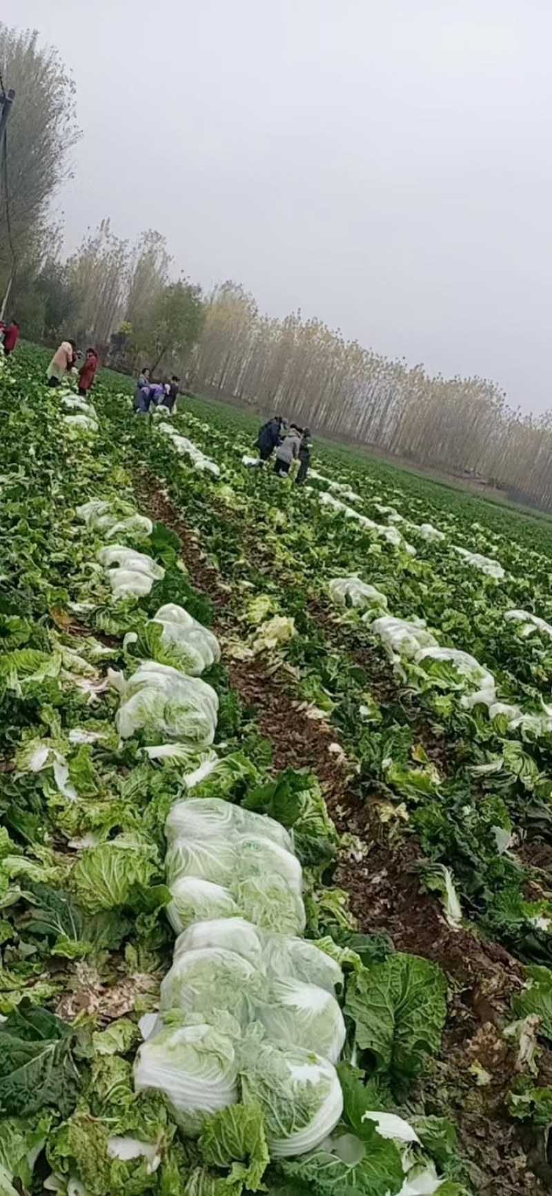 秦白2号大白菜大量上市中，货量充足支持全国各地发货