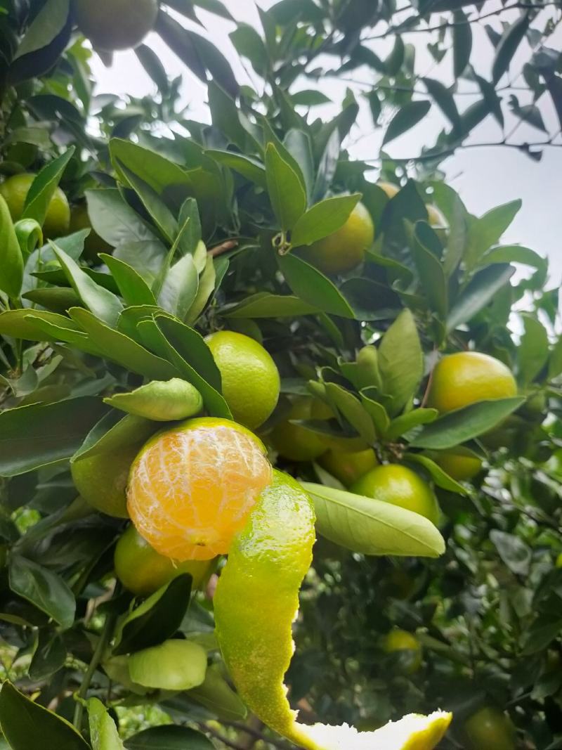 广东省正宗德庆皇帝柑新鲜水果5斤装现摘现发