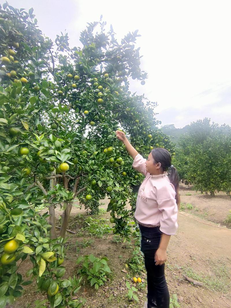 广东省正宗德庆皇帝柑新鲜水果5斤装现摘现发