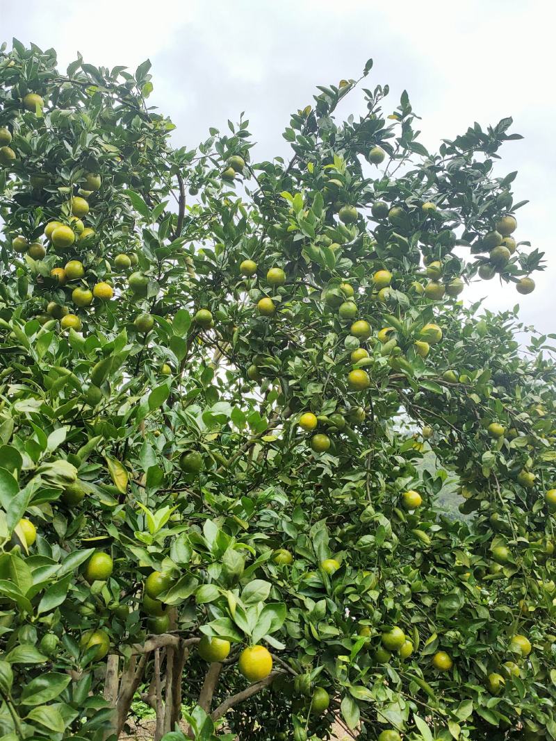 广东省正宗德庆皇帝柑新鲜水果5斤装现摘现发