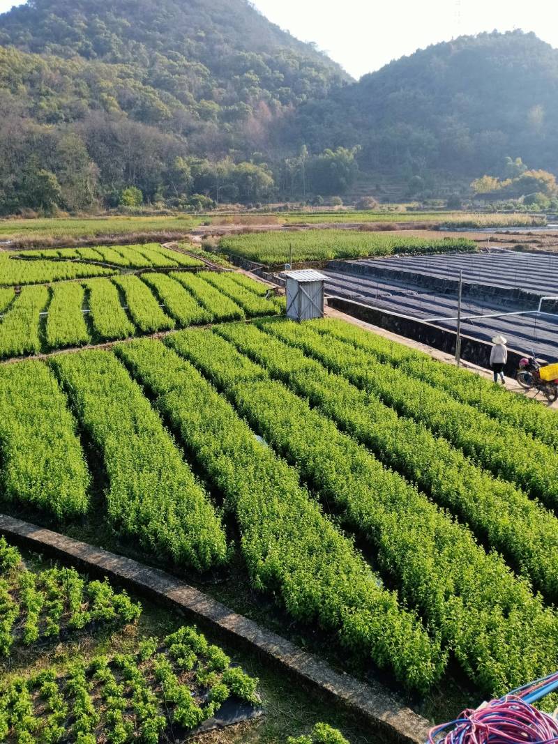 大量出售枸杞叶
