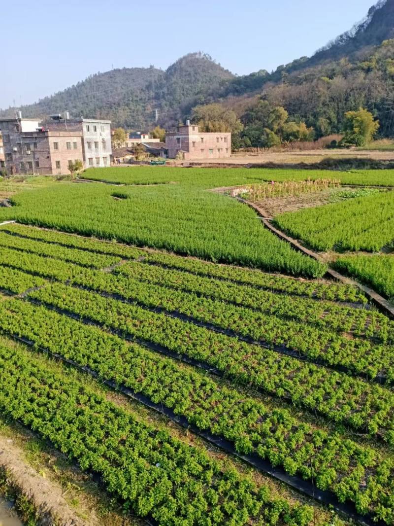 大量出售枸杞叶