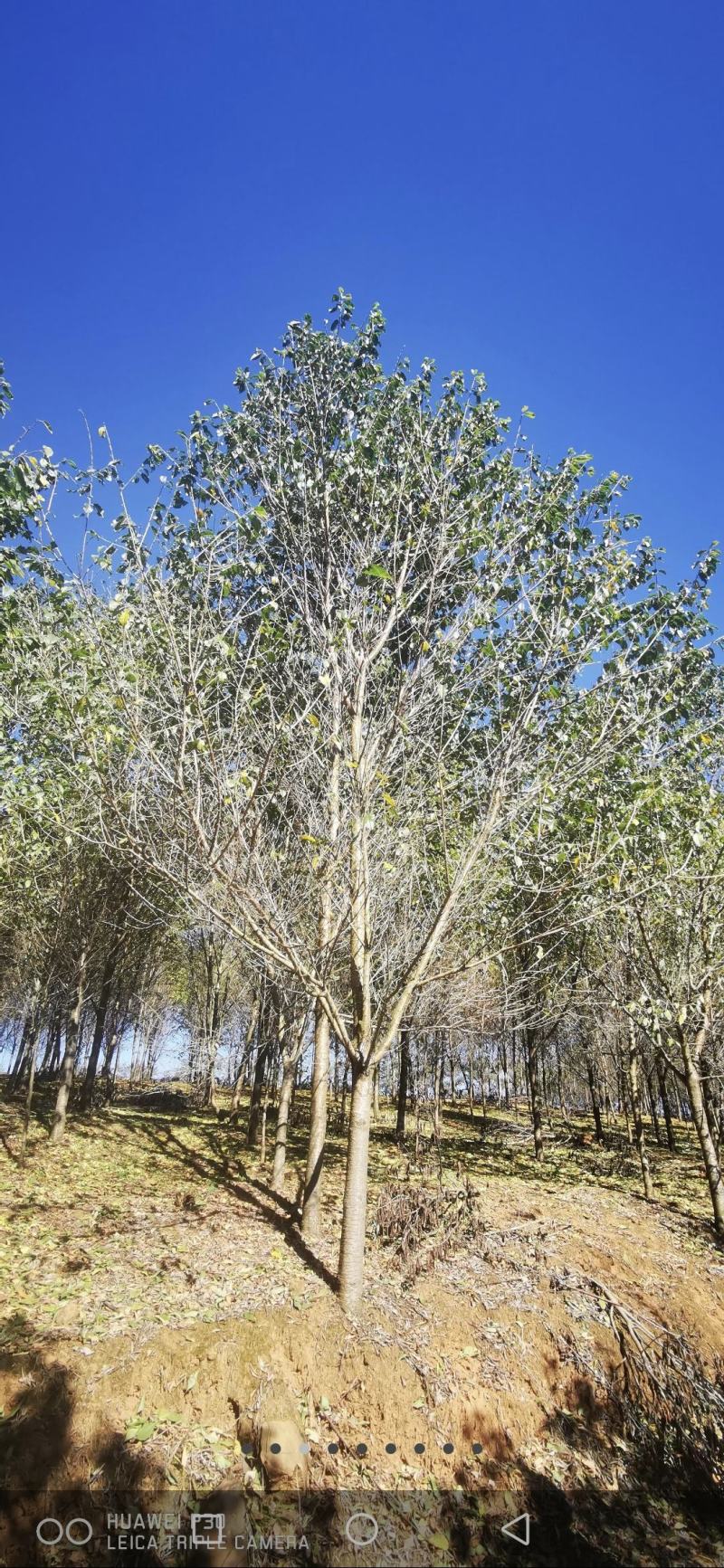 云南樱花苗圃基地批发价格