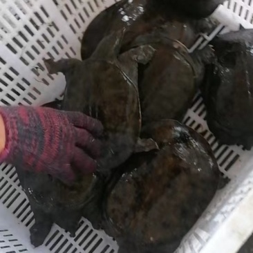 黑花甲鱼，甲鱼苗，20斤起发货，包邮包活直接拍下当天发货