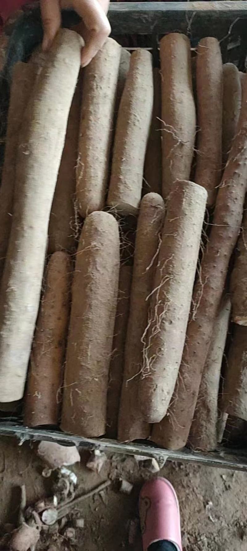 白玉咕噜，电商货
