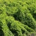优质粉防己种子