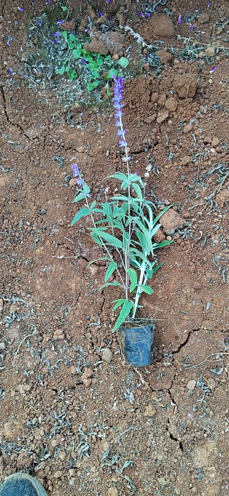 墨西哥鼠尾草昆明苗木基地批发价格