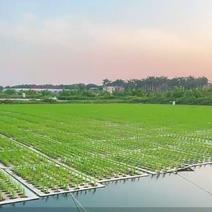 无土栽培库塘种养殖浮床种水稻种菜水培定植大孔珍珠棉浮板