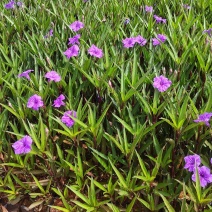 翠芦莉高度40公分昆明苗圃基地批发价格