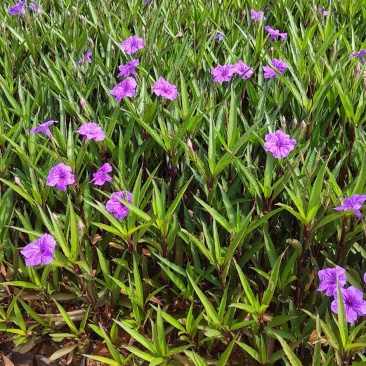 翠芦莉高度40公分昆明苗圃基地批发价格
