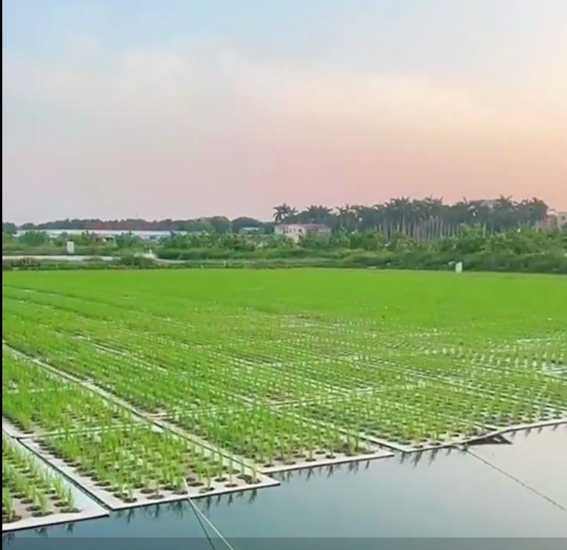 无土栽培库塘种养殖浮床种水稻种菜水培定植大孔珍珠棉浮板