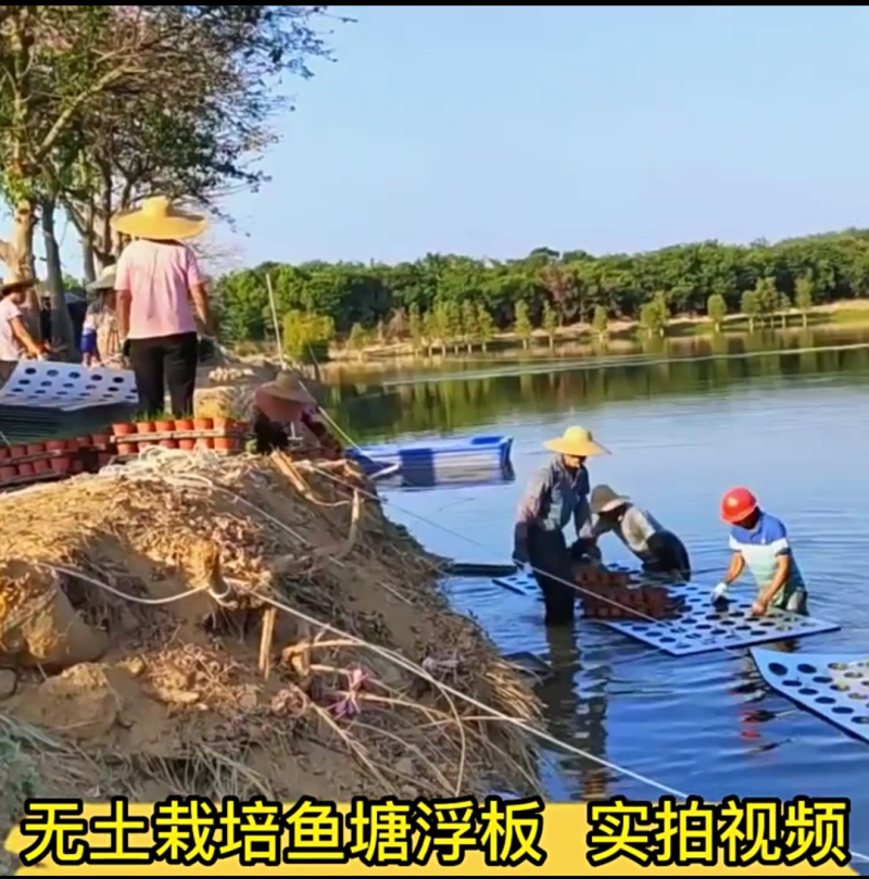 无土栽培库塘种养殖浮床种水稻种菜水培定植大孔珍珠棉浮板