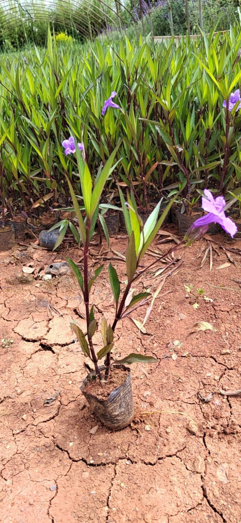 翠芦莉高度40公分昆明苗圃基地批发价格