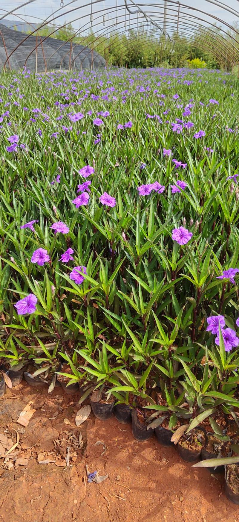 翠芦莉高度40公分昆明苗圃基地批发价格
