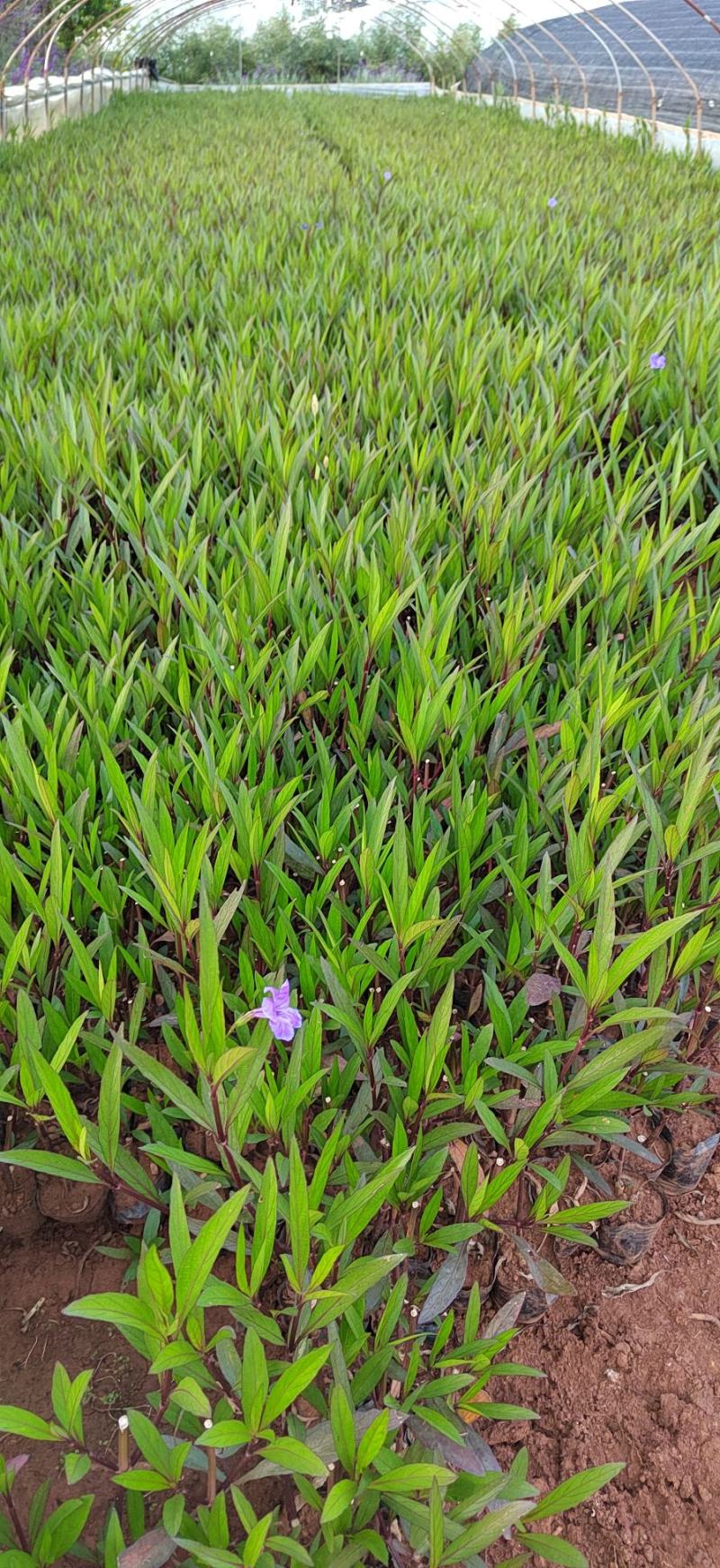 翠芦莉高度40公分昆明苗圃基地批发价格