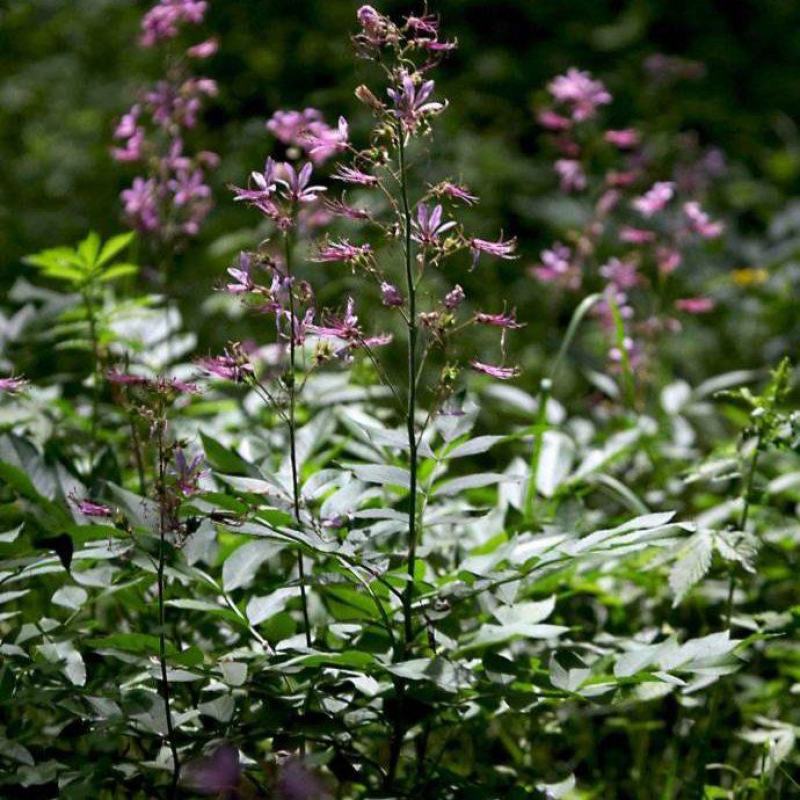 东北野生白鲜皮中草药植物八股牛种子种苗庭院种植观赏植物