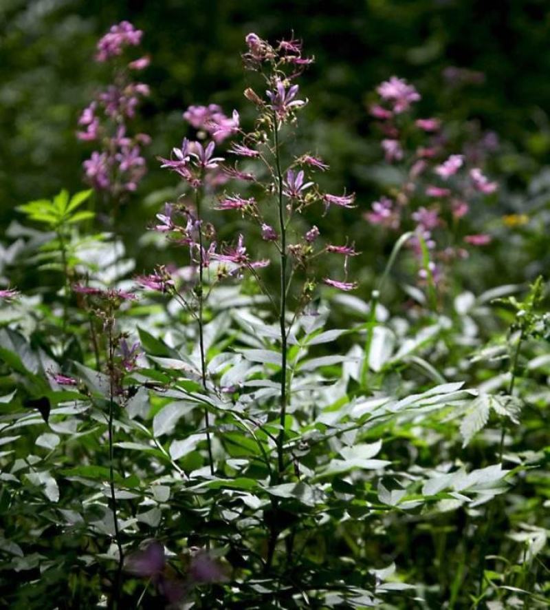 东北野生白鲜皮中草药植物八股牛种子种苗庭院种植观赏植物