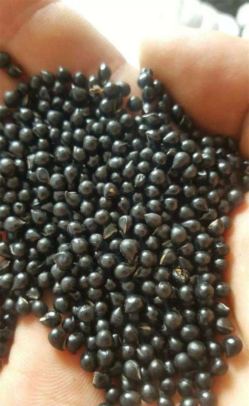 东北野生白鲜皮中草药植物八股牛种子种苗庭院种植观赏植物