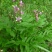 东北野生白鲜皮中草药植物八股牛种子种苗庭院种植观赏植物