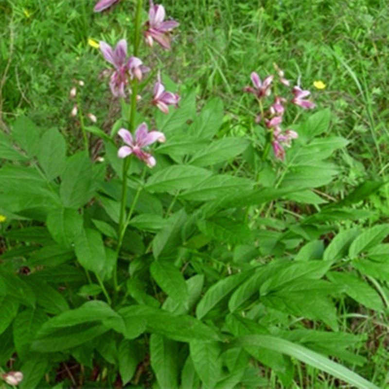 东北野生白鲜皮中草药植物八股牛种子种苗庭院种植观赏植物