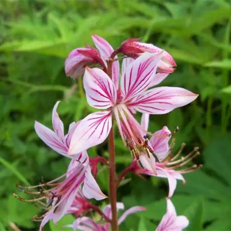东北野生白鲜皮中草药植物八股牛种子种苗庭院种植观赏植物