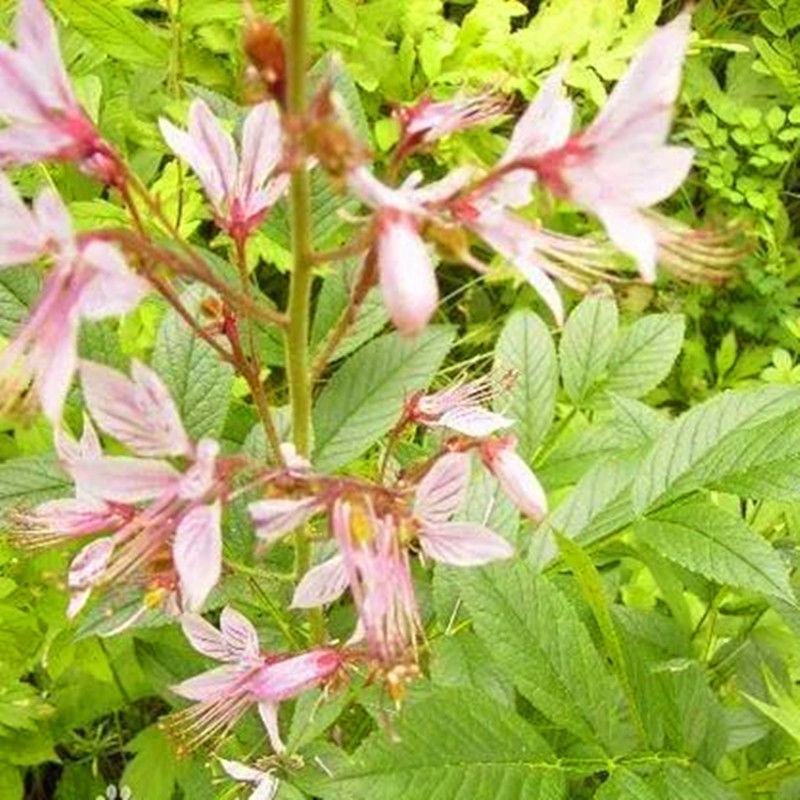 东北野生白鲜皮中草药植物八股牛种子种苗庭院种植观赏植物