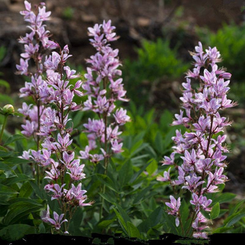 东北野生白鲜皮中草药植物八股牛种子种苗庭院种植观赏植物