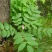 东北野生白鲜皮中草药植物八股牛种子种苗庭院种植观赏植物