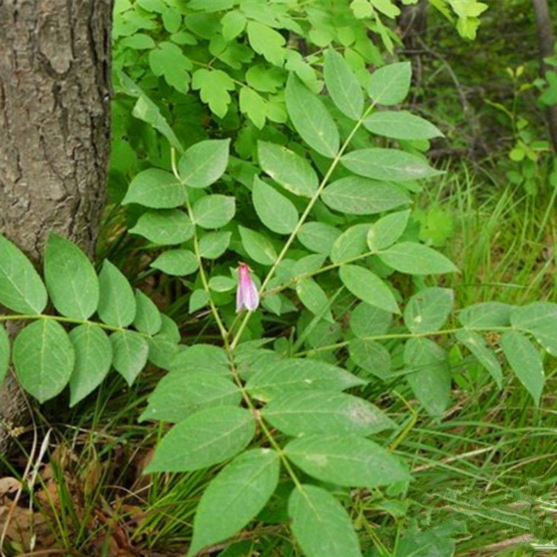 东北野生白鲜皮中草药植物八股牛种子种苗庭院种植观赏植物
