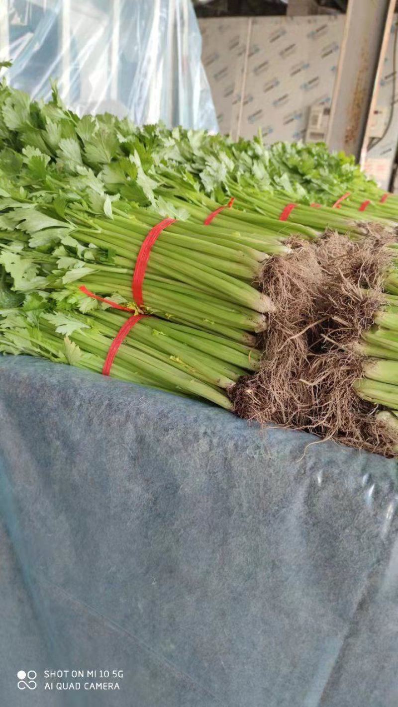 精品优质西芹，大棚蔬菜五指粗细，量大，质量保证