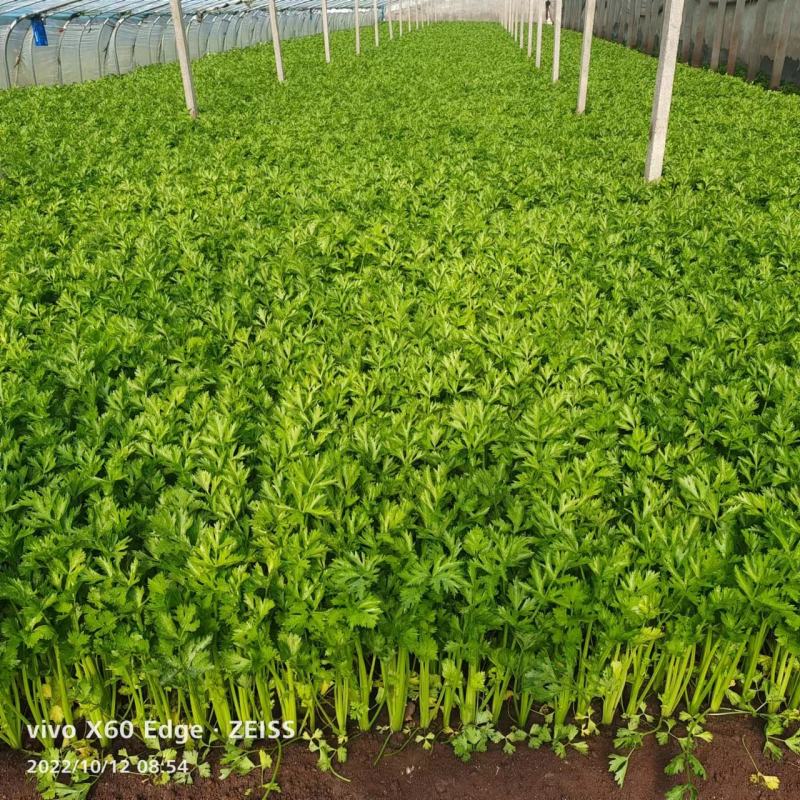精品优质西芹，大棚蔬菜五指粗细，量大，质量保证