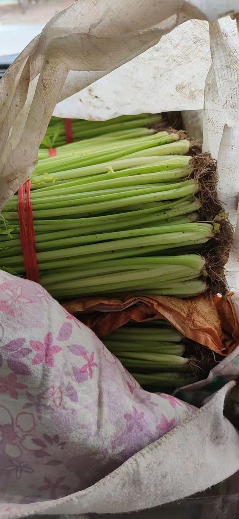 精品优质西芹，大棚蔬菜五指粗细，量大，质量保证