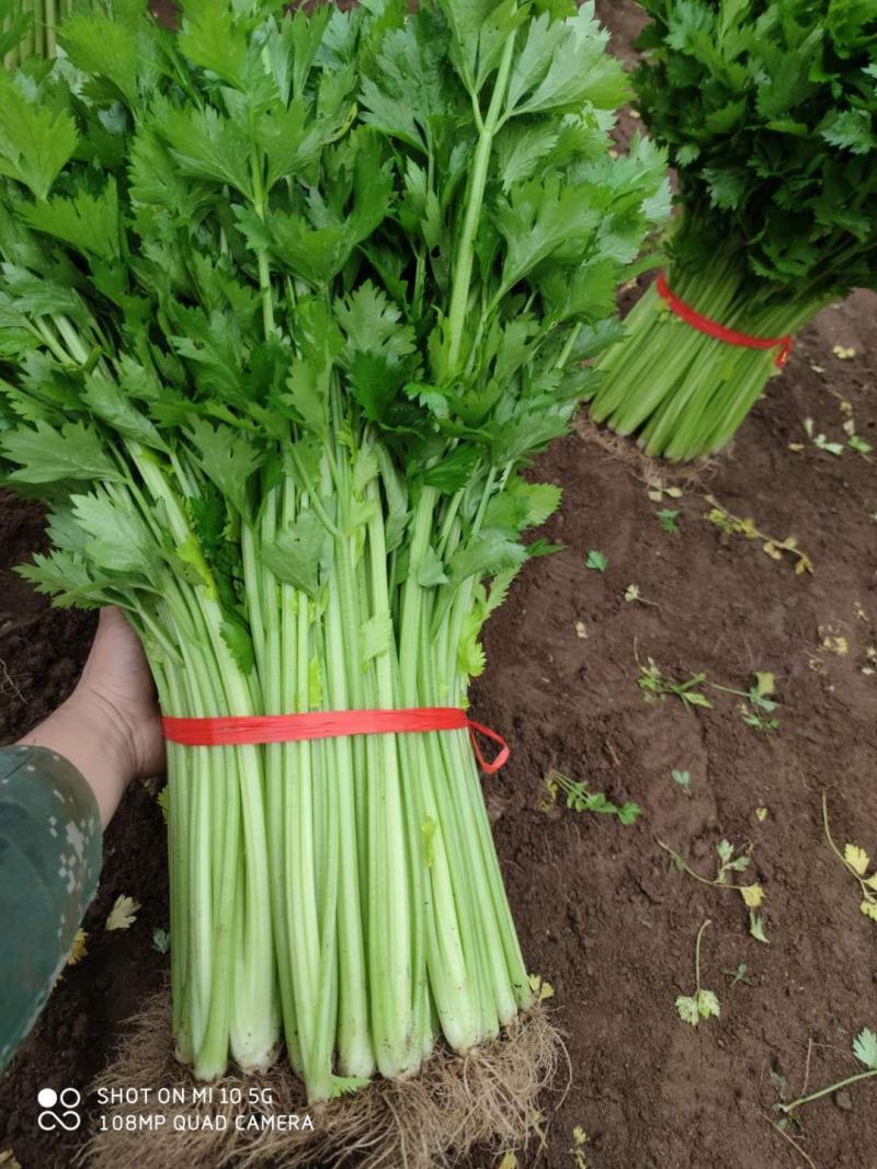 精品优质西芹，大棚蔬菜五指粗细，量大，质量保证