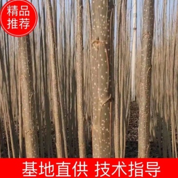 107杨树苗107速生杨树苗鲁林9号无絮杨树杨树苗