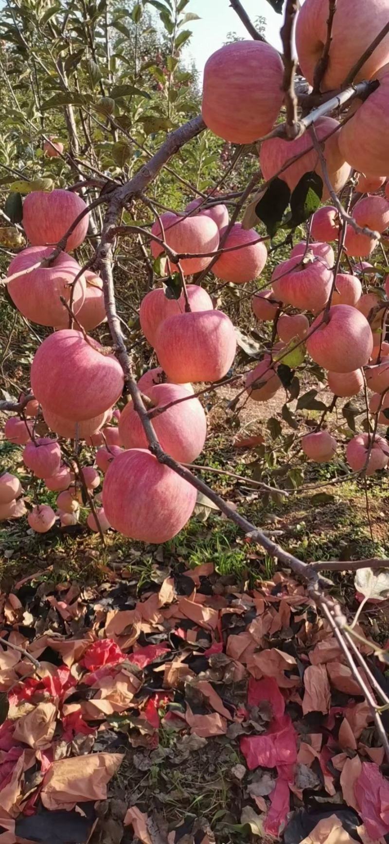 山东苹果红富士苹果大量供应，基地直供，货源充足。