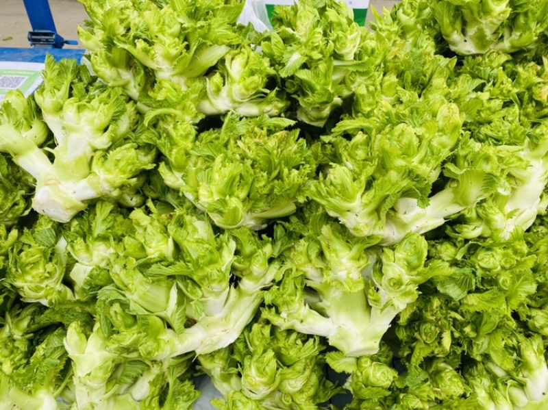 儿菜精品儿菜基地直发一直有货