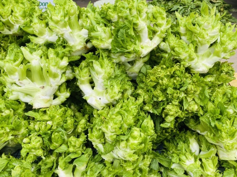 儿菜精品儿菜基地直发一直有货