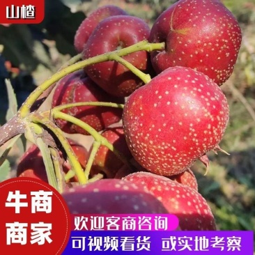 大金星、铁山楂大量上市,原产地直发,价格低,品质好