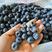 北极星蓝莓树苗嫁接苗包成活包结果提供技术指导可签合同