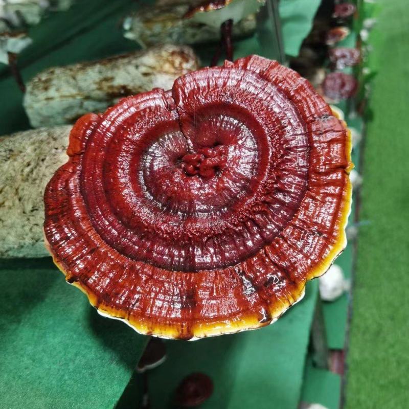 灵芝菌包槐耳菌菌包孢子粉