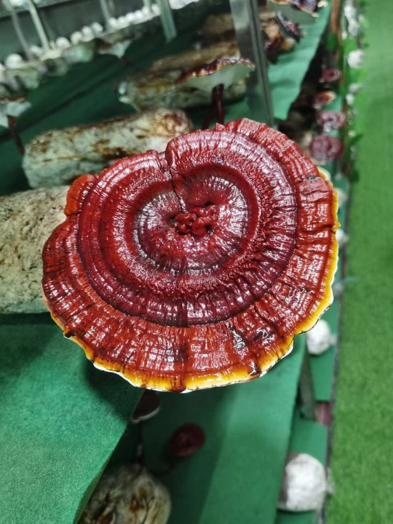 灵芝菌包槐耳菌菌包孢子粉