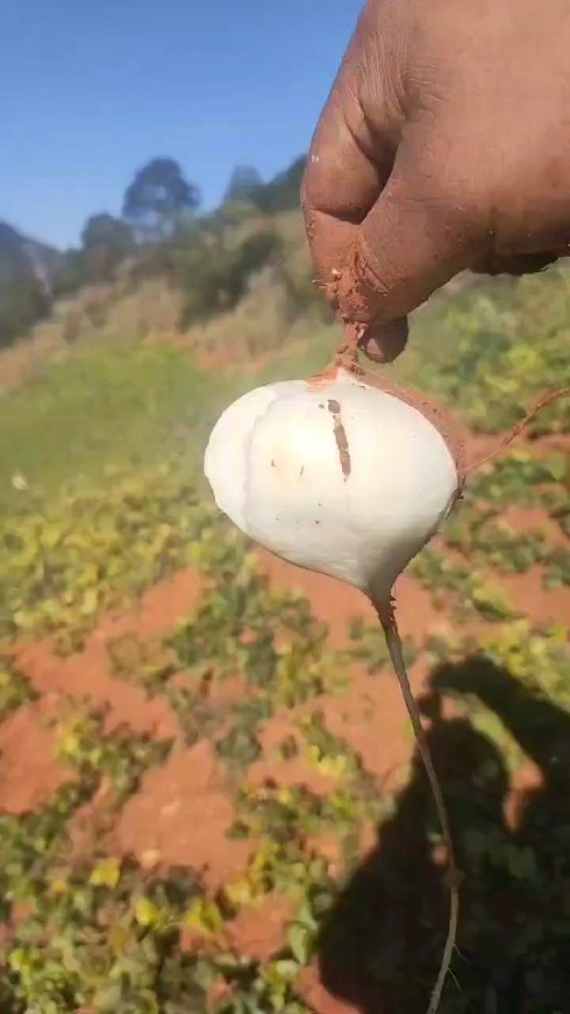 里庄土瓜