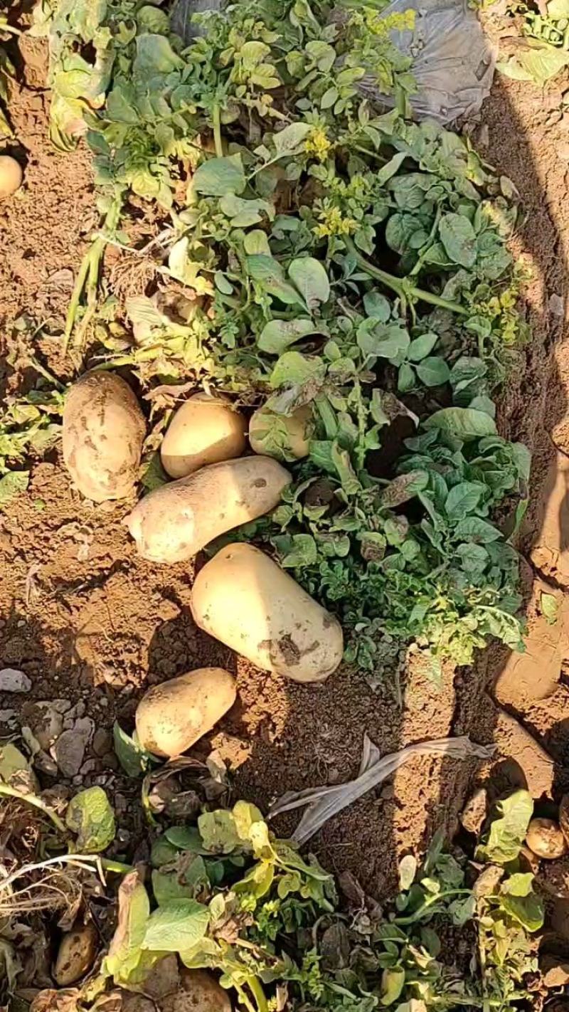 沃土，源头货源。无中间商差价，货量充足。