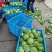 嘉兴精品丽丽黄金甲甘蓝圆包菜新鲜采摘现摘现发产地直供